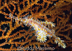 ghost pipe manado nikon d70 60 macro by Puddu Massimo 